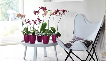 1A Garten Ammer 1A Garten Ammer