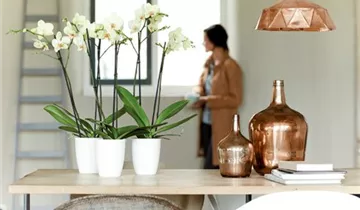 1A Garten Ammer 1A Garten Ammer