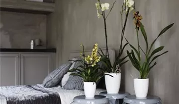 1A Garten Ammer 1A Garten Ammer