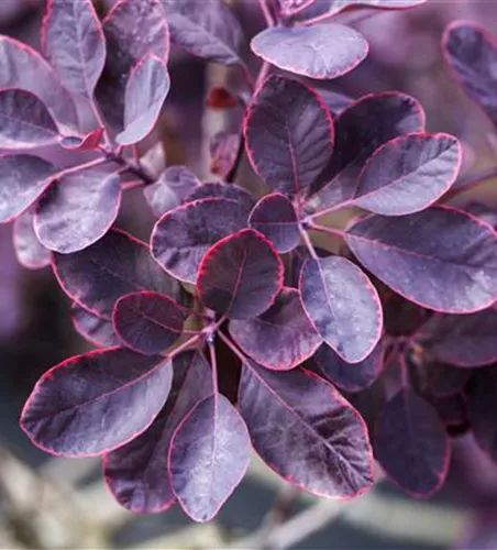Cotinus coggygria 'Royal Purple'