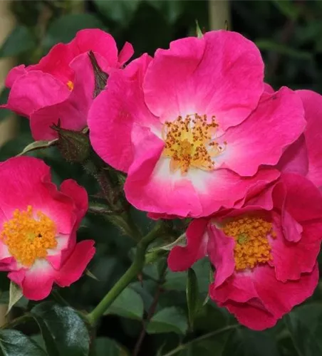 Kletterrose 'American Pillar'