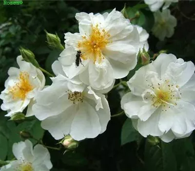 Kletterrose 'Bobby James' Kletterrose 'Bobby James'