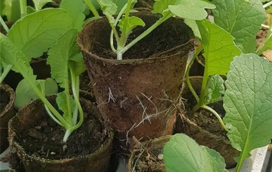 Raphanus sativus var. niger 'Rex'