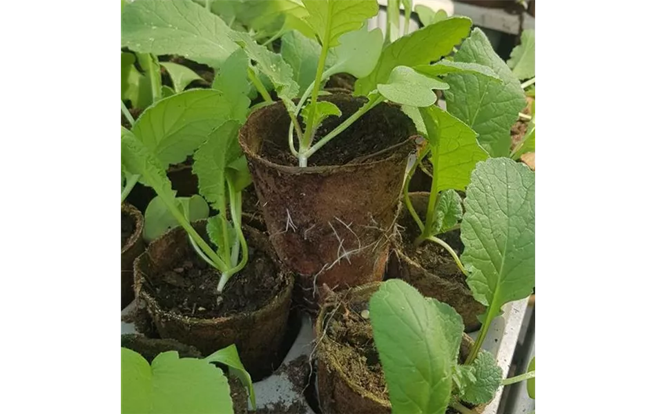 Raphanus sativus var. niger 'Rex'