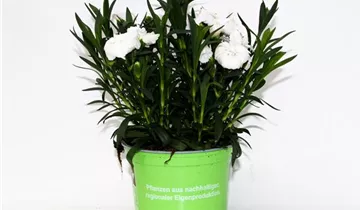 1A Garten Ammer