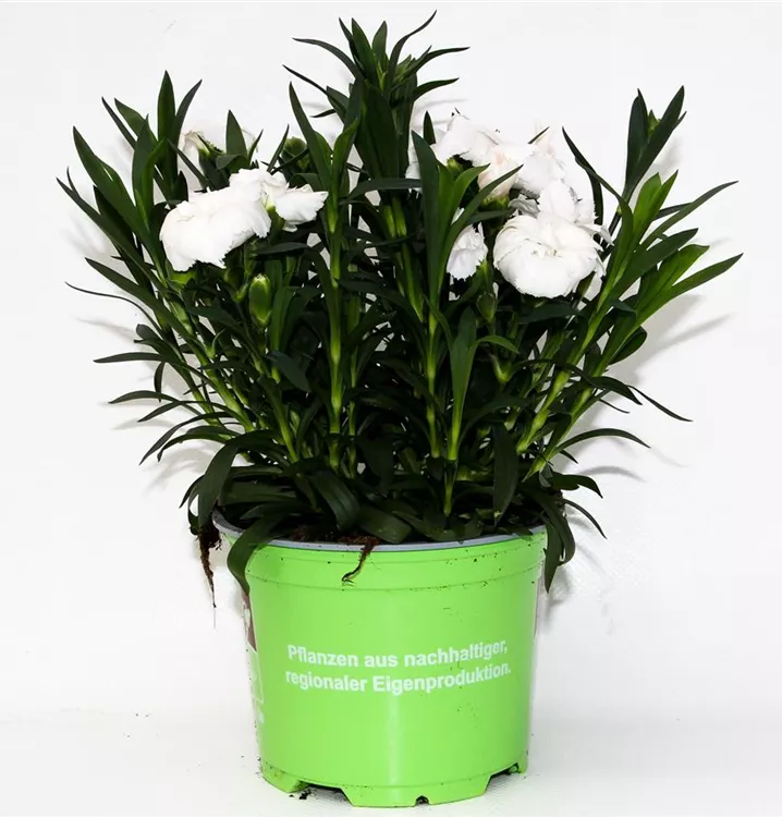 Gartennelke 'Oscar® White'