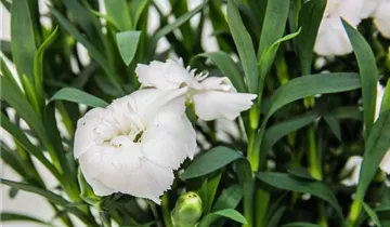 1A Garten Ammer
