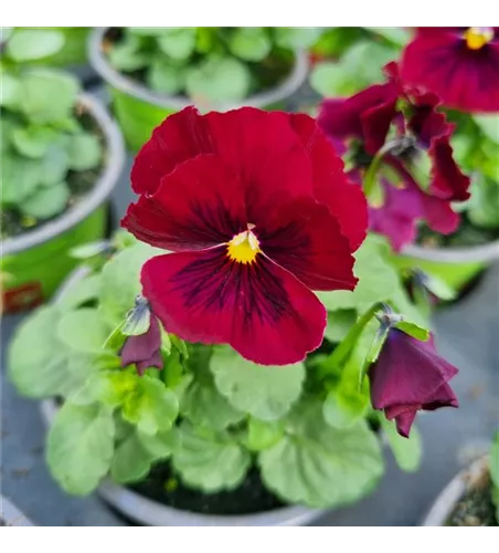 Viola cornuta, Rot
