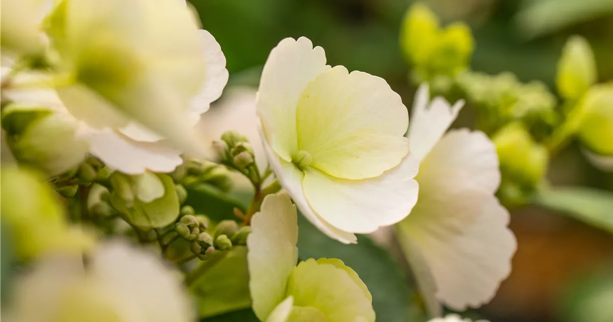 Hydrangea runaway bride discount