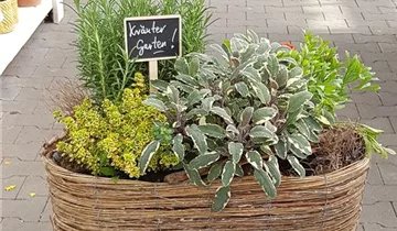 Bildvorschau