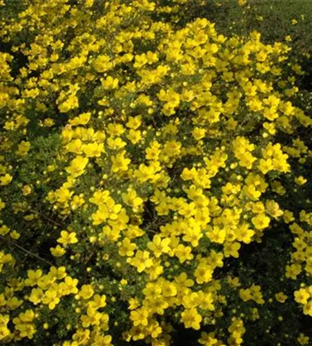Potentilla aurea