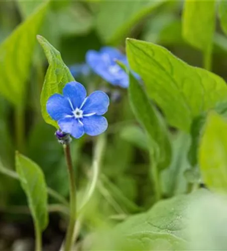 Omphalodes verna