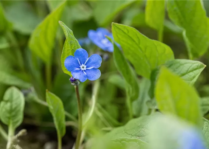 Omphalodes verna
