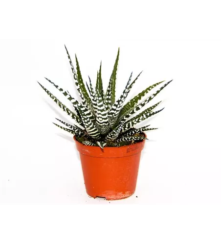 Haworthia fasciata 'Big Band'