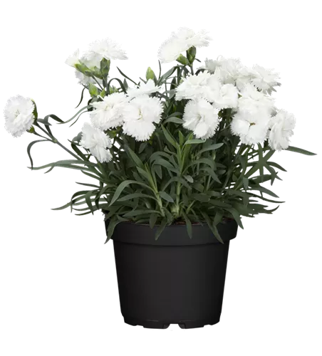 Dianthus caryophyllus 'Oscar® White'