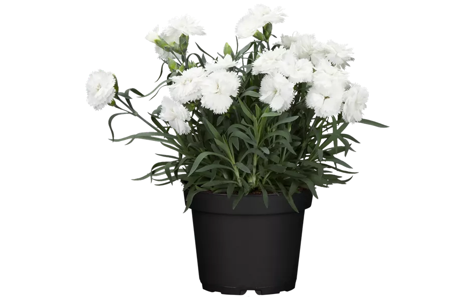 Dianthus caryophyllus 'Oscar® White'