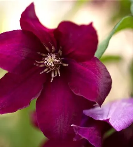 Clematis 'Rouge Cardinal'