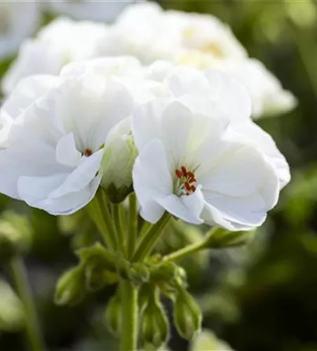 Pelargonium zonale 'Sunrise® Paloma'