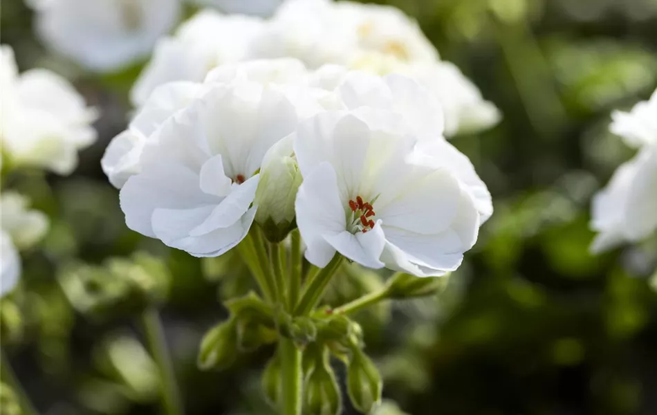 Pelargonium zonale 'Sunrise® Paloma'