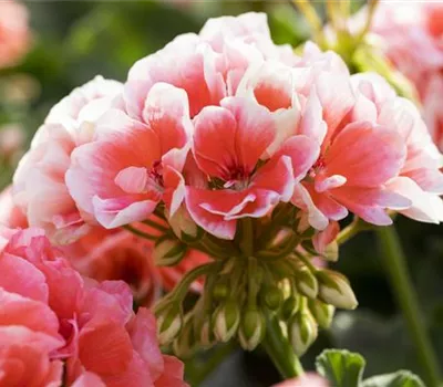 Pelargonium zonale 'Sunrise® Jessy'