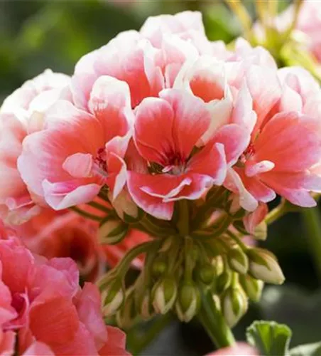 Pelargonium zonale 'Sunrise® Jessy'
