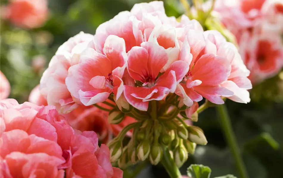Pelargonium zonale 'Sunrise® Jessy'