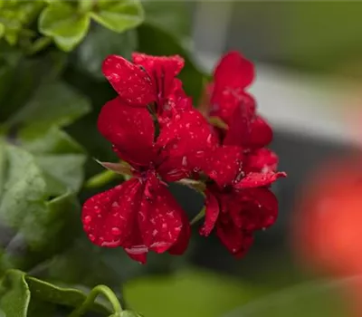 Pelargonium peltatum 'Royal® @Red'