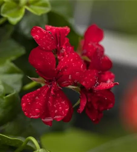 Pelargonium peltatum 'Royal® @Red'