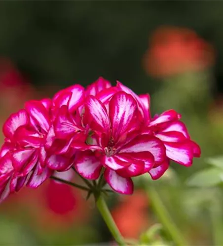 Pelargonium peltatum 'Royal® CandyChoc'