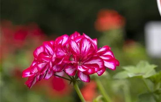 Pelargonium peltatum 'Royal® CandyChoc'