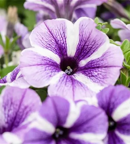 Petunia 'Sweetunia Starfish'
