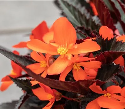 Begonia I´CONIA Upright 'Fire'