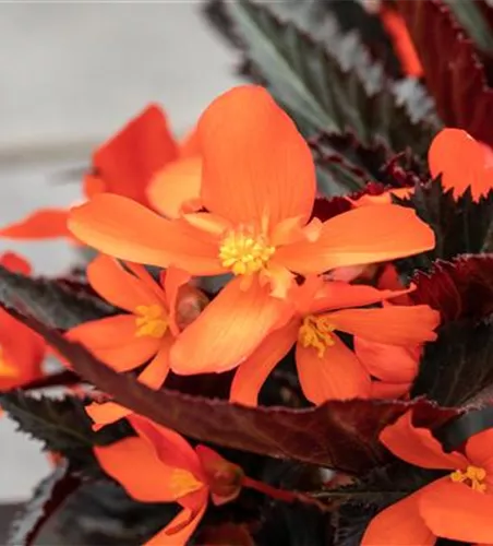Begonia I´CONIA Upright 'Fire'
