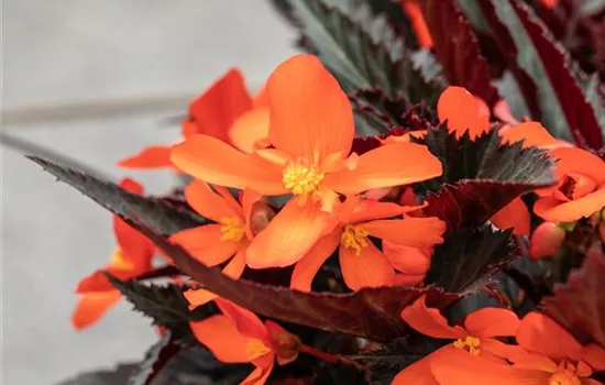 Begonia I´CONIA Upright 'Fire'
