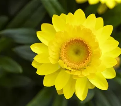 Helichrysum bracteatum 'Mohave® Yellow'