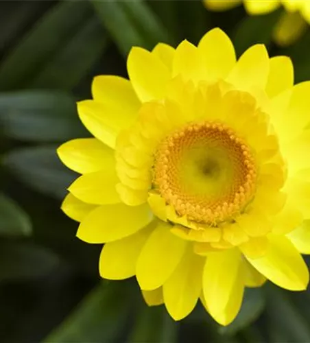Helichrysum bracteatum 'Mohave® Yellow'