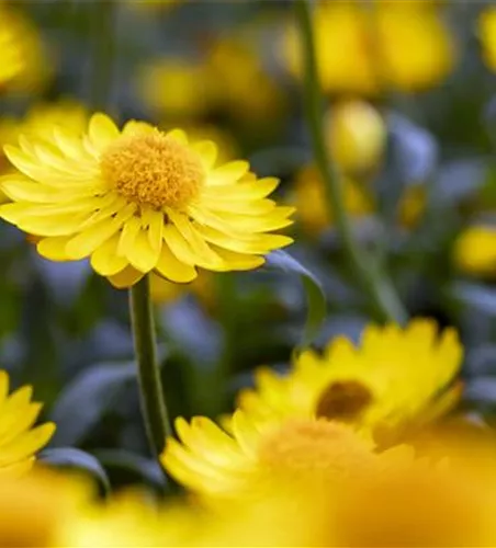 Helichrysum bracteatum 'Mohave® Basket Yellow'