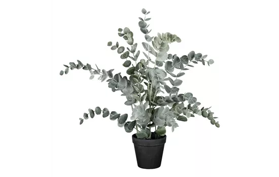 Eucalypthus im Kunststofftopf 53cm