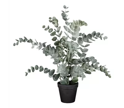 Eucalypthus im Kunststofftopf 53cm