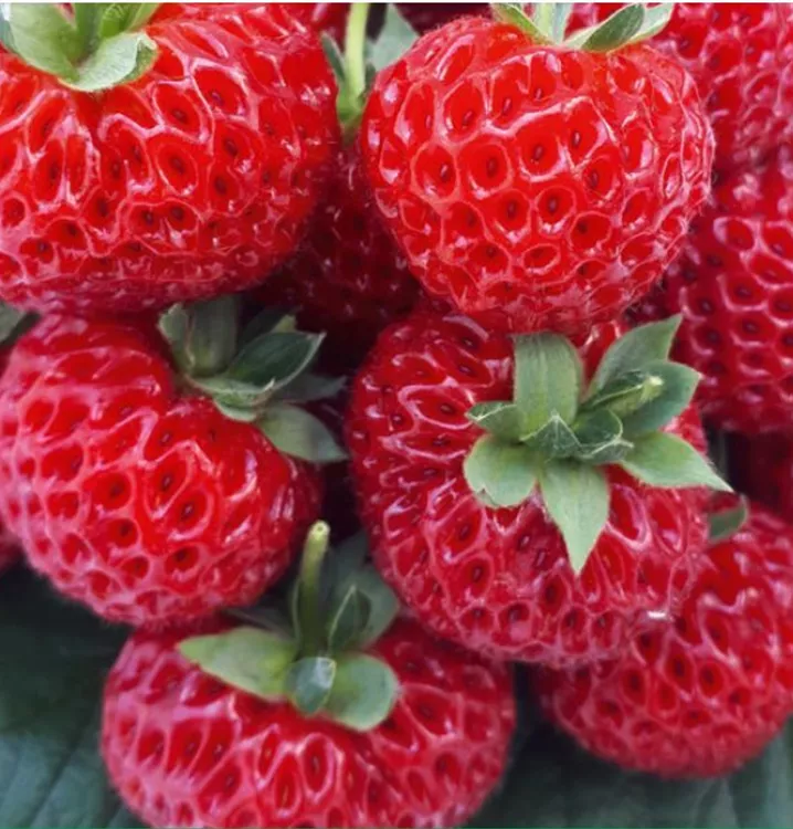 Erdbeere 'Mieze Schindler'