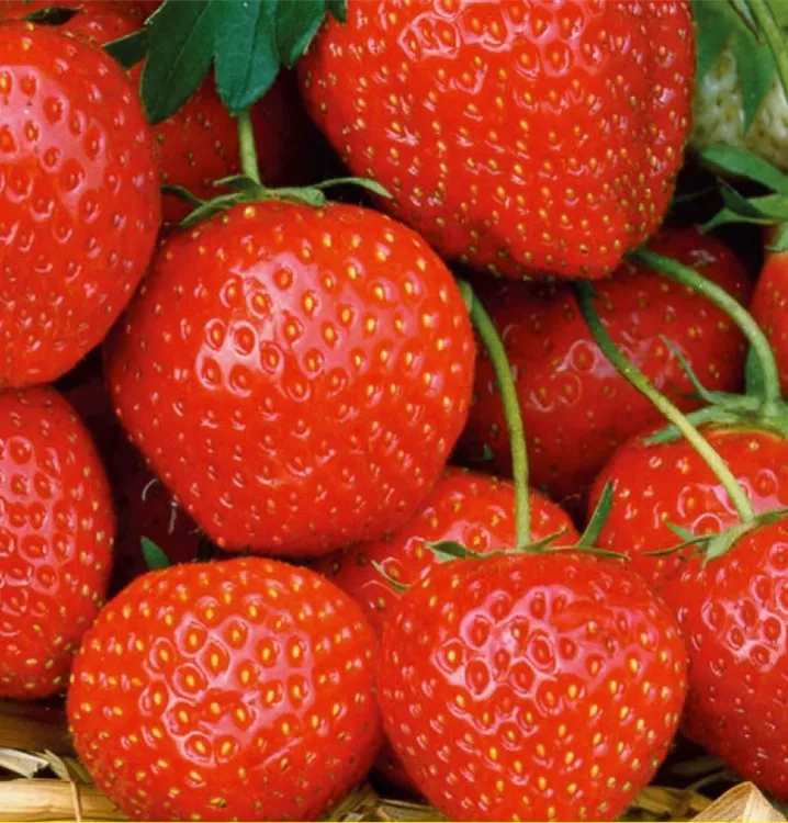 Erdbeere 'Elsanta'®