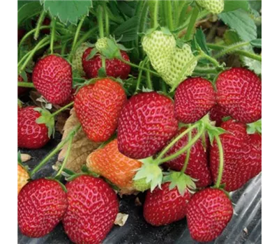 Fragaria x ananassa 'Honeoye' Fragaria x ananassa 'Honeoye'