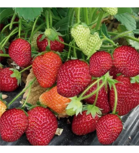 Fragaria x ananassa 'Honeoye'