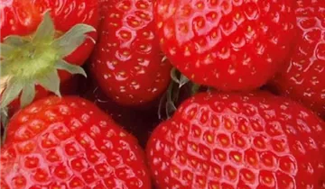 1A Garten Ammer 1A Garten Ammer