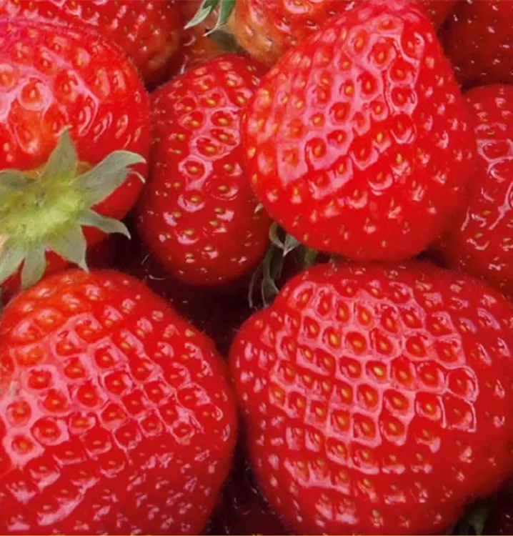 Erdbeere 'Symphony'