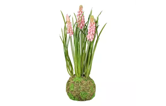 Muscari im Erdballen 22cm rosa