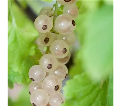 Ribes rubrum 'Weiße Versailler'