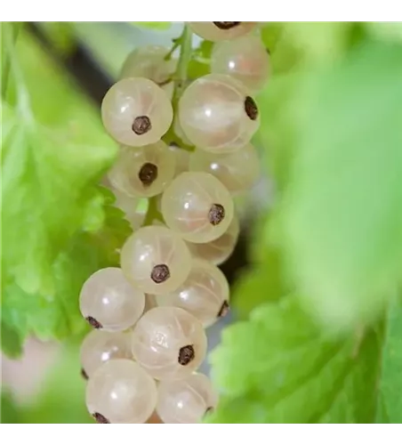Ribes rubrum 'Weiße Versailler'