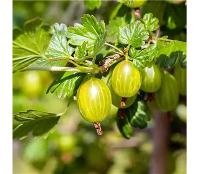 Ribes uva-crispa 'Hinnonmäki', gelb
