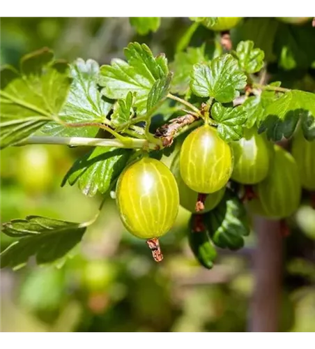 Ribes uva-crispa 'Hinnonmäki', gelb
